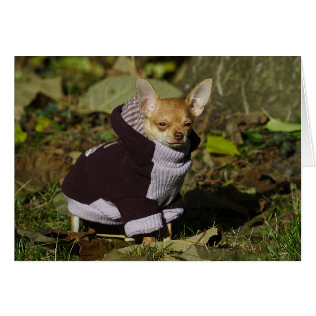 Finare Chihuahua Hälsningskort (Framsidan Horizontal)