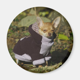 Finare Chihuahua Magnet