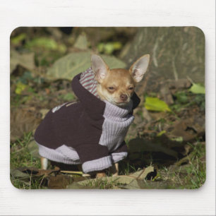Finare Chihuahua Musmatta