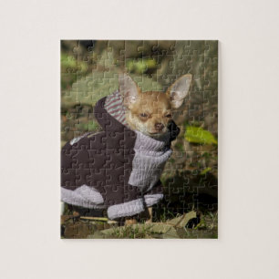 Finare Chihuahua Pussel