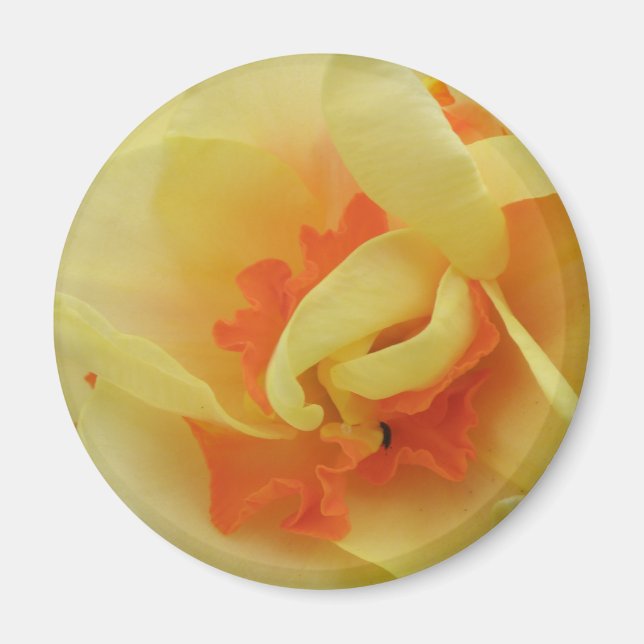 Finare Daffodil Magnet (Framsidan)