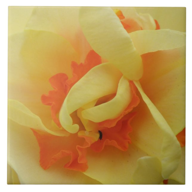 Finare Daffodil Tile Kakelplatta (Framsidan)