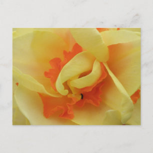 Finare Daffodil vykort