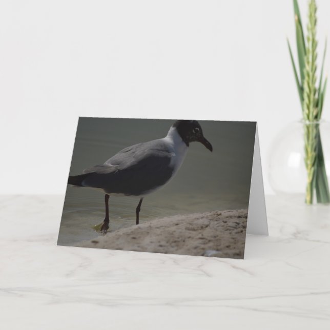 Finare Fiskmås Notecard Tack Kort (Framsida)