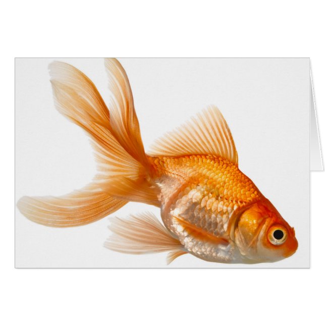 Finare Goldfish Hälsningskort (Framsidan Horizontal)