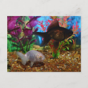 Finare Goldfish Lionhead Black Moor Vykort