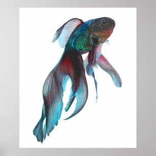 Finare Goldfish Poster