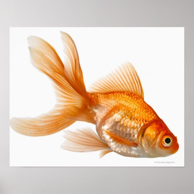Finare Goldfish Poster (Framsidan)