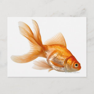 Finare Goldfish Vykort