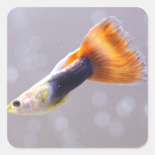 Finare Guppy Fyrkantigt Klistermärke