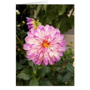 Finare Lila och vitt tomt Dahlia-kort Hälsningskort