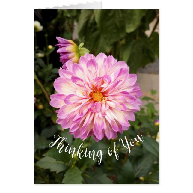 Finare Lila och White Dahlia Thinking of You Card Hälsningskort (Framsidan)