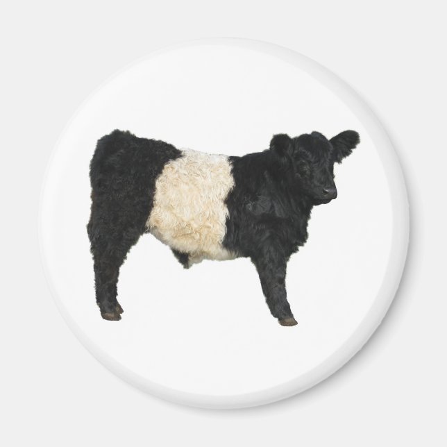 Finare och Oreo? Bägge Galloway Cow Magnet (Framsidan)