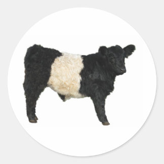 Finare och Oreo? Bägge Galloway Cow Runt Klistermärke