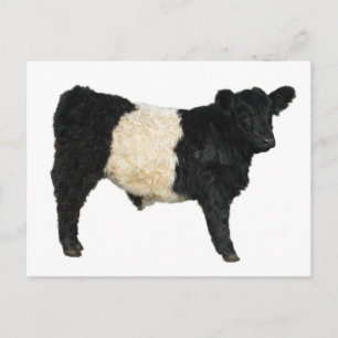 Finare och Oreo? Bägge Galloway Cow Vykort