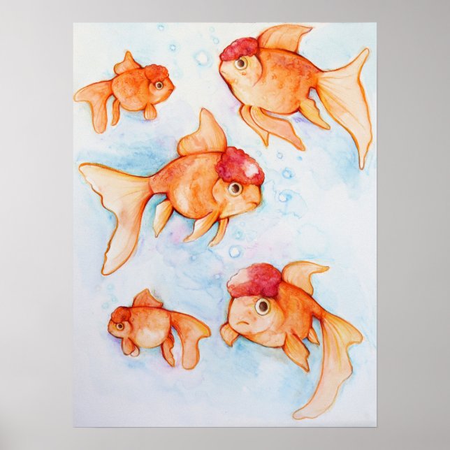 Finare Oranda Goldfish Poster (Framsidan)