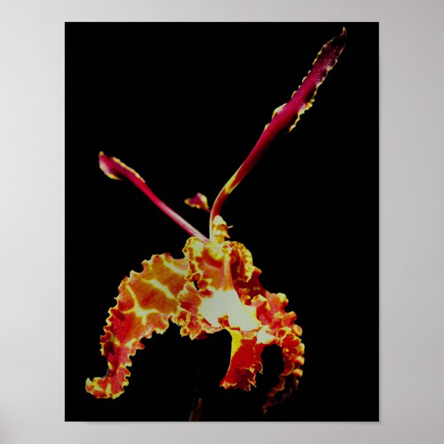 Finare Orchid Flower Poster (Framsidan)