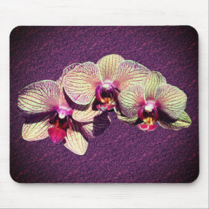 Finare Orchid Flowers Musmatta