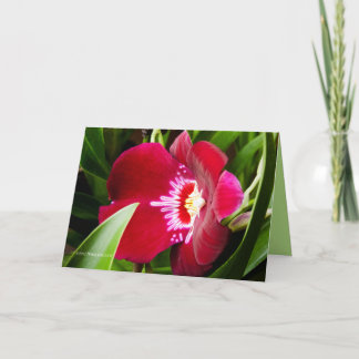 Finare Orchid Red Tack Kort