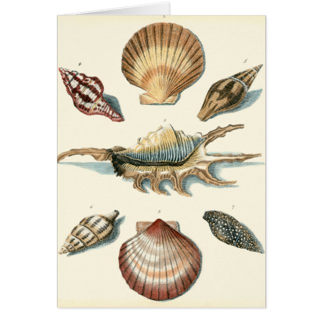 Finare Snäcka Beach Hälsningskort (Framsidan)