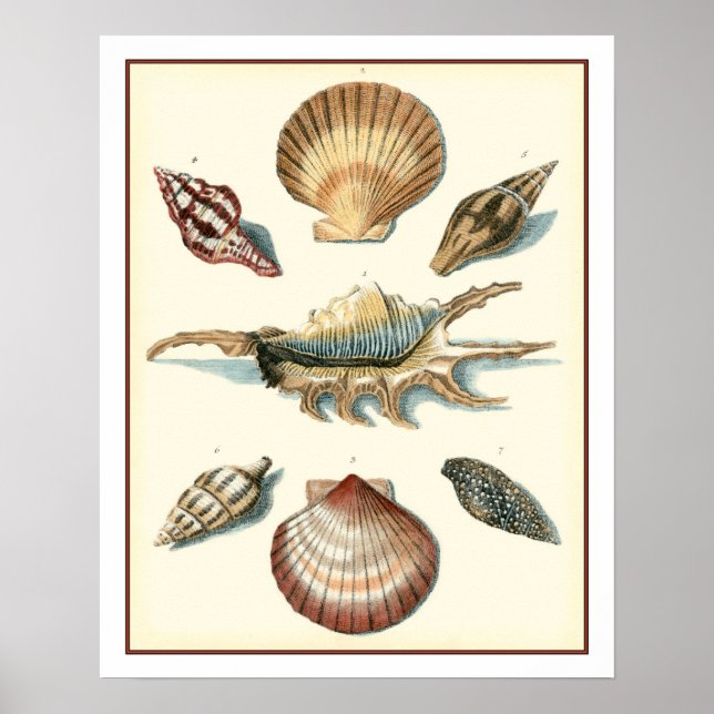 Finare Snäcka Beach Poster (Framsidan)