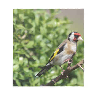 FInch Anteckningsblock