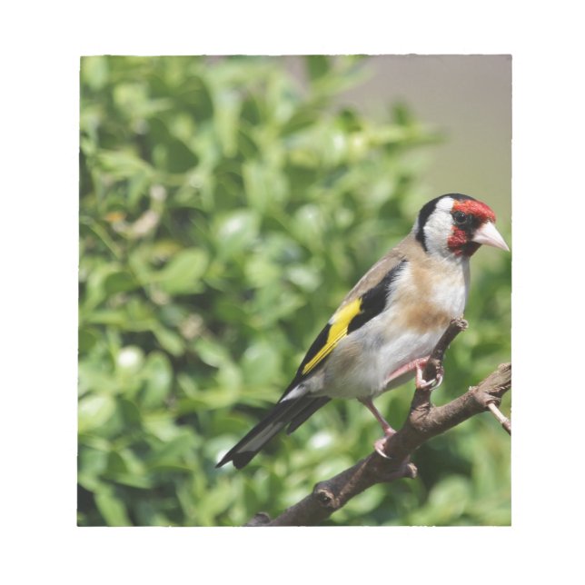 FInch Anteckningsblock (Framsida)