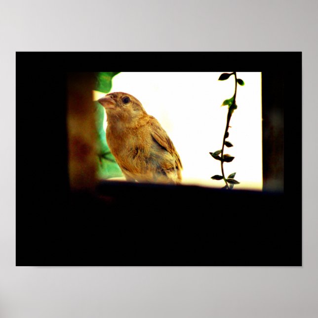 Finch Beauty Poster (Framsidan)