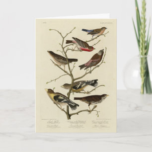 Finch, Bunting, Grosbeak, Audubon Birds of America Kort