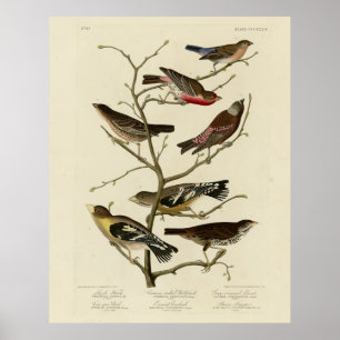 Finch, Bunting, Grosbeak, Audubon Birds of America Poster