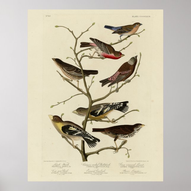 Finch, Bunting, Grosbeak, Audubon Birds of America Poster (Framsidan)