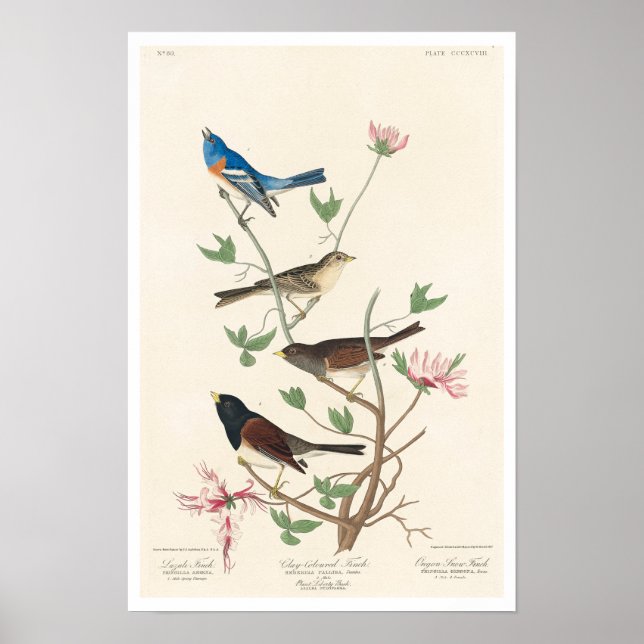 Finch by Audubon Poster (Framsidan)