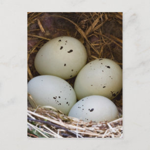 Finch Eggs och Nest Vykort