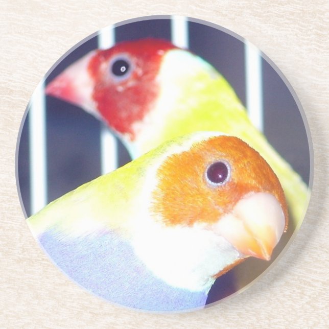 Finch för dam Gouldian Underlägg Sandsten (Framsidan)