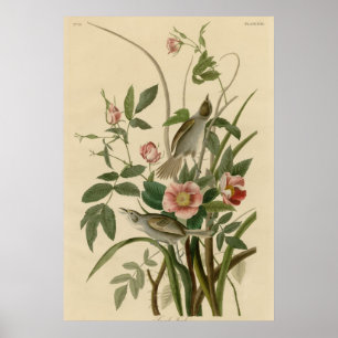 Finch för havssida poster