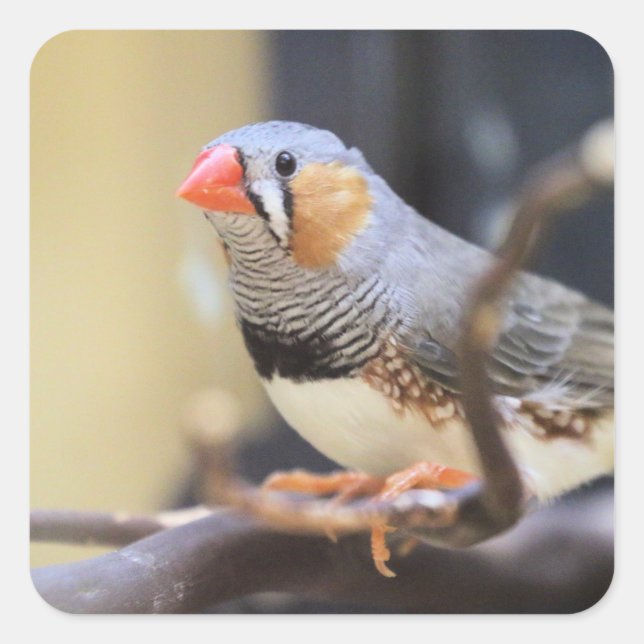 Finch Fyrkantigt Klistermärke (Framsida)