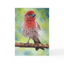 Finch, gratulationskort
