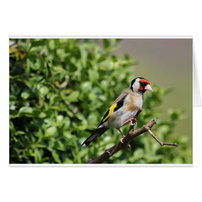 FInch Hälsningskort (Framsidan Horizontal)