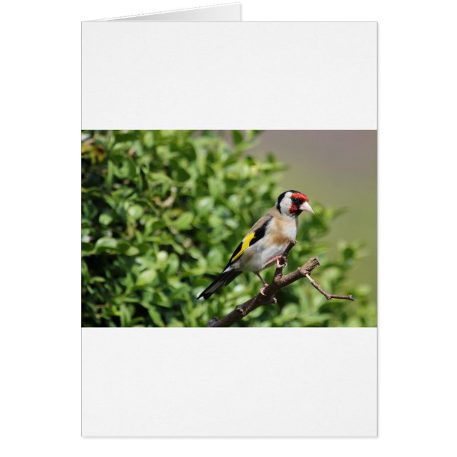 FInch Hälsningskort (Framsidan)