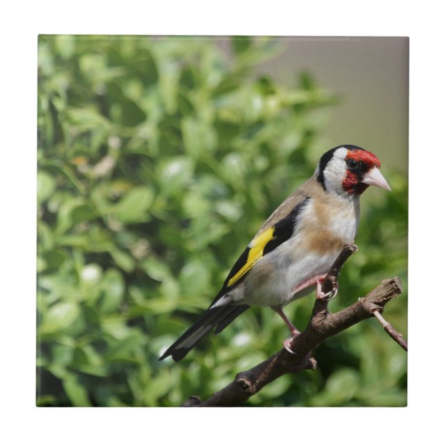 FInch Kakelplatta (Framsidan)