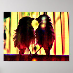 Finch Kärlek Poster