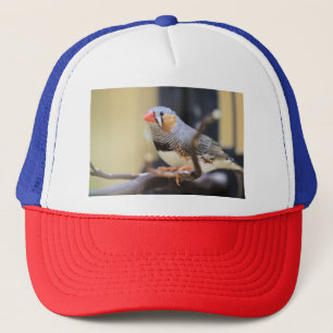 Finch Keps