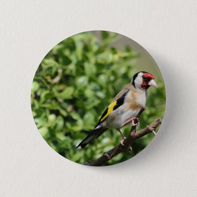 FInch Knapp (Framsida)