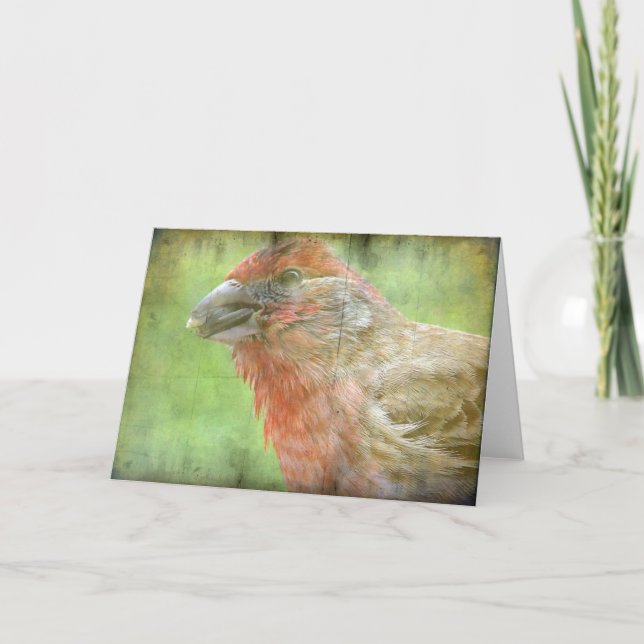 Finch Kort (Framsida)