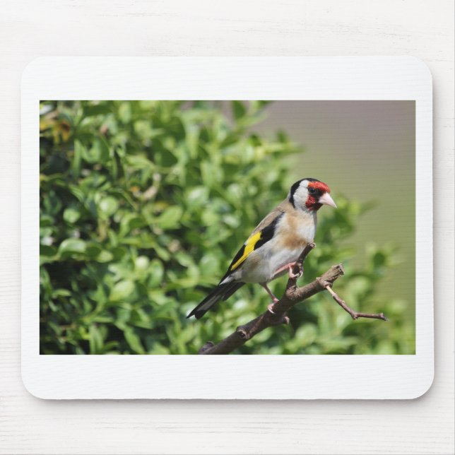 FInch Musmatta (Framsidan)