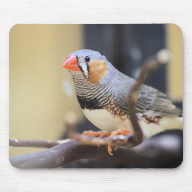 Finch Musmatta (Framsidan)
