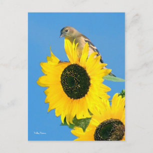 Finch och blomma vykort