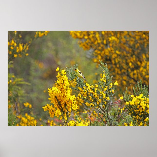 Finch och Gula blommor i guld Poster (Framsidan)