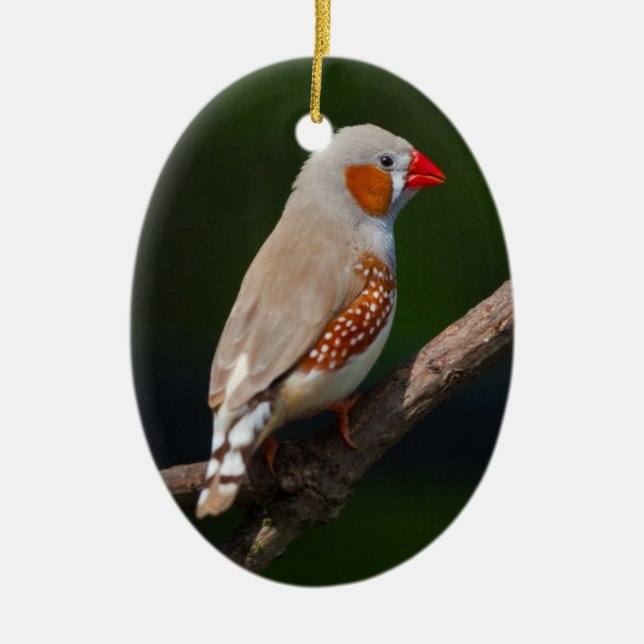 Finch Ornament (Framsidan)