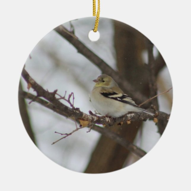 Finch Ornament (Framsidan)